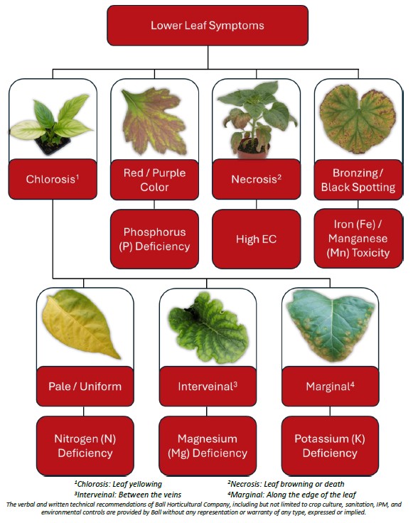 Lower leaf symptoms_Ball.jpg